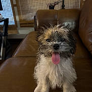 Chewbacca joined the competition — help win amazing prizes! puppy, dog, tongue_out, fluffy, brown_leather_couch, indoor, pet, cute, small_dog, happy, fur, sitting, animal, companion, home, window_blinds, plant, living_room, smiling, portrait