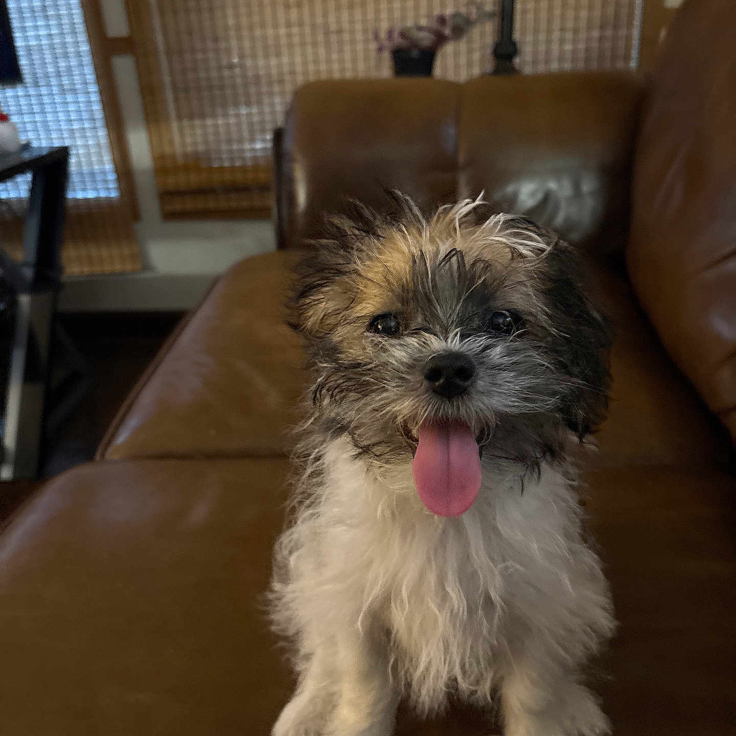 Chewbacca joined the competition — help win amazing prizes! puppy, dog, tongue_out, fluffy, brown_leather_couch, indoor, pet, cute, small_dog, happy, fur, sitting, animal, companion, home, window_blinds, plant, living_room, smiling, portrait