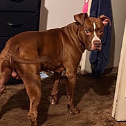 Scorpio joined the competition — help win amazing prizes! dog, brown_dog, indoor, carpet, furniture, dresser, towel, pet, animal, canine, looking_back, white_marking, ears, legs, floor, shadow, wall, door, domestic, household