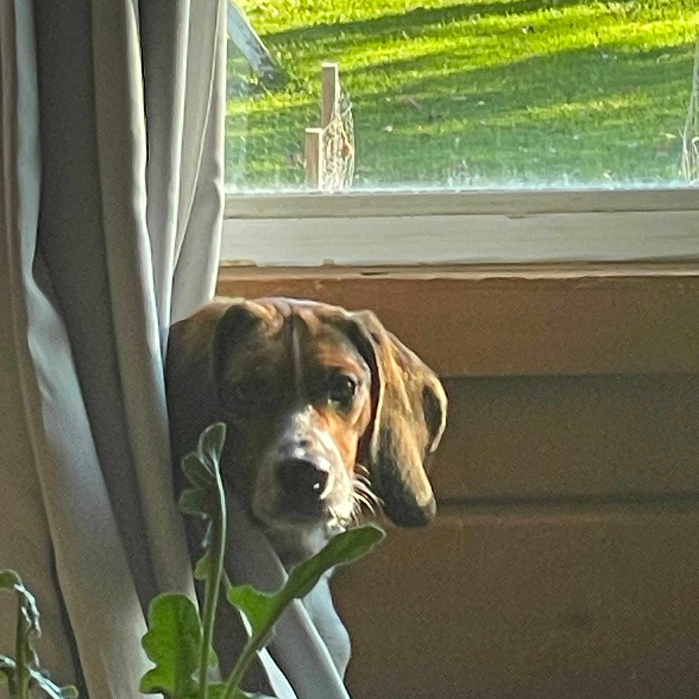 Max joined the competition — help win amazing prizes! animal, beagle, canine, curtain, dog, herbal, herbs, homedecor, hound, jar, leaf, pet, plant, planter, pottedplant, pottery, puppy, vase, window, windowsill