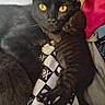 animal, black_cat, blanket, close_up, cozy, cuddle, cute, domestic_cat, fur, indoor, kitten, mother_and_baby, pattern, pets, resting, skull_and_crossbones, sleeping, snuggling, yellow_eyes, young_cat