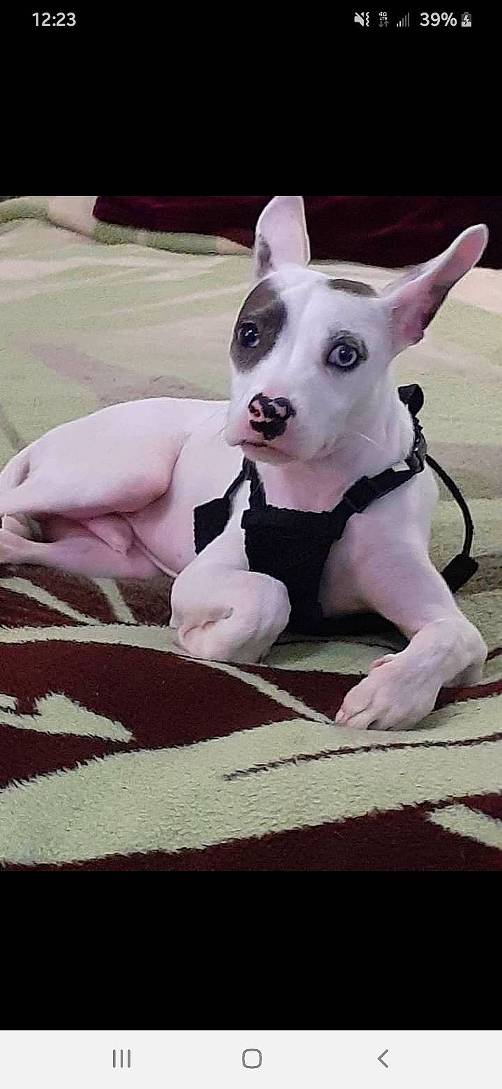 Prince joined the competition — help win amazing prizes! bull_terrier, bull_terrier_miniature, canidae, carnivore, collar, comfort, companion_dog, dog, dog_breed, dog_collar, dog_supply, english_white_terrier, fawn, grey, old_english_terrier, pet_supply, snout, sporting_group, toy_dog, working_animal