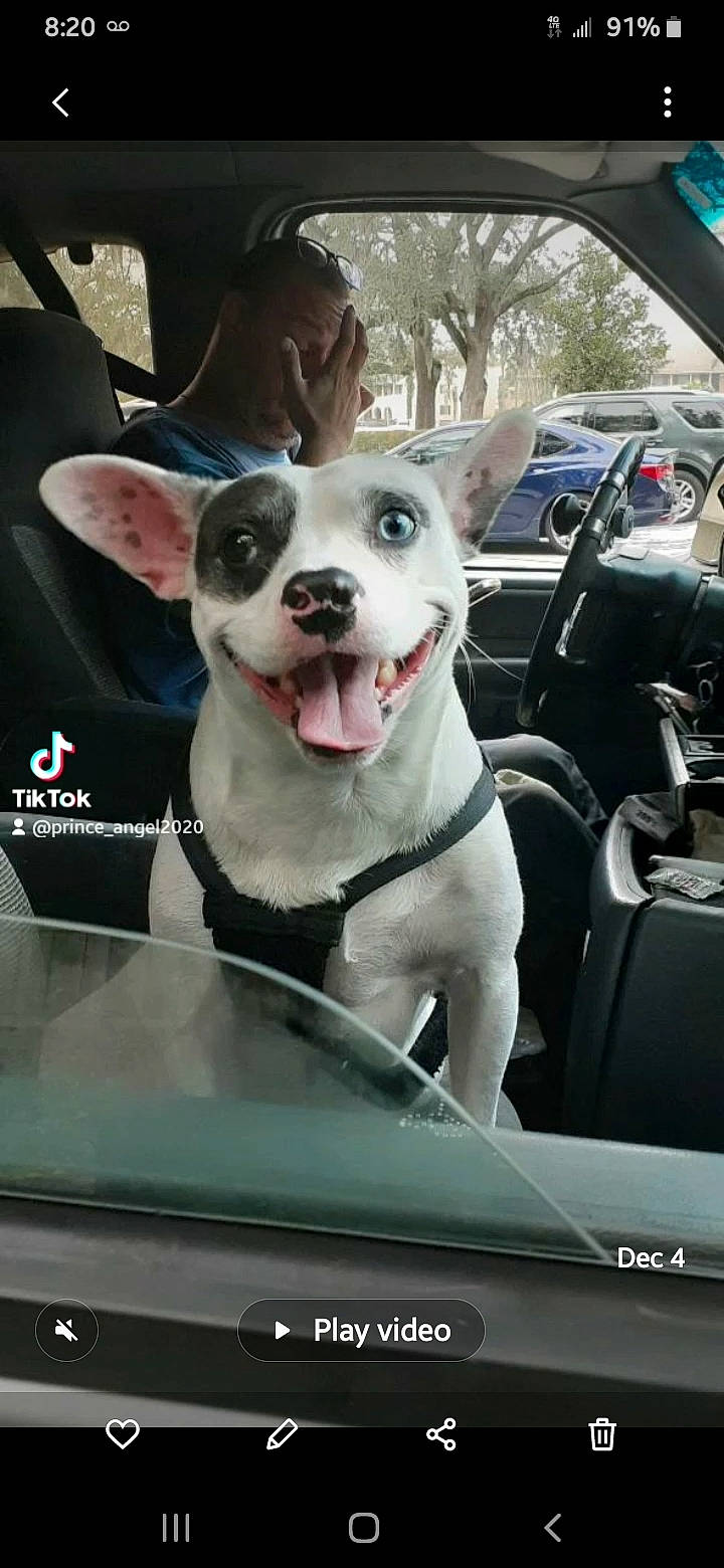 Prince is registered to the contest to win money with this photo: auto_part, automotive_exterior, automotive_mirror, automotive_window_part, car, carnivore, collar, companion_dog, dog, dog_breed, dog_collar, fawn, hood, motor_vehicle, snout, sporting_group, vehicle, vehicle_door, window, windshield