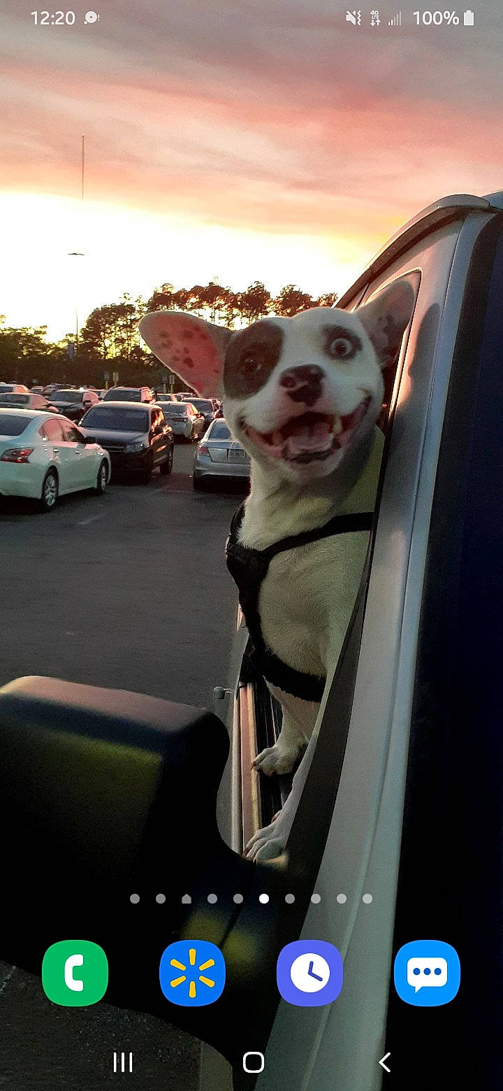 Prince joined the competition — help win amazing prizes! automotive_design, automotive_exterior, automotive_lighting, automotive_mirror, bumper, car, carnivore, companion_dog, dog, dog_breed, fawn, hood, motor_vehicle, rim, sky, tints_and_shades, tire, vehicle, vehicle_door, wheel