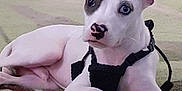 Prince Baker joined the competition — help win amazing prizes! accessories, animal, ball, bulldog, canine, cat, dog, greatdane, hound, husky, pet, pitbull, puppy, racket, snout, sport, tennis, tennisracket, terrier, whitedog