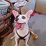 Prince Baker is registered to the contest to win money with this photo: animal, black_spots, blanket, blue_eyes, bone_toy, canine, cheerful, couch, dog, dog_toy, furniture, happy, household, indoor, laundry_basket, pet, sitting, tongue_out, white_dog, wooden_chair