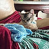 Ash joined the competition — help win amazing prizes! cat, sleeping, blanket, armchair, knitted_blanket, green_blanket, red_blanket, indoor, furniture, plant, table, wooden_table, cozy, pet, fur, relaxing, home, decor, cute, resting