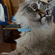 Ash is registered to the contest to win money with this photo: cat, fluffy, blue_collar, indoor, curious, wide_eyes, furniture, chair, wooden_cabinet, framed_art, whiskers, tabby, pet, domestic_animal, close_up, fur, table, couch, houseplant, relaxed