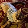 cat, fluffy, pet, animal, indoor, carpet, patterned_carpet, blue_outfit, clothing, fur, cute, lying_down, looking_at_camera, domestic_animal, whiskers, ears, tail, soft_light, cozy, relaxed