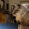 cat, fluffy_cat, blue_eyes, indoor, couch, pillow, furniture, window, vertical_blinds, wooden_desk, roll_top_desk, pet, domestic_animal, side_view, relaxed, cozy, home, feline, mammal, fur