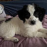 Evie joined the competition — help win amazing prizes! puppy, dog, black_and_white, fluffy, blanket, couch, indoor, pet, cute, young, fur, lying_down, relaxed, home, cozy, animal, small, companion, curious, soft