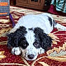 Evie is registered to the contest to win money with this photo: puppy, dog, black_and_white, lying_down, carpet, indoor, close_up, cute, pet, fur, floor, animal, young, looking, ears, nose, whiskers, paws, resting, relaxed