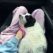 Evie joined the competition — help win amazing prizes! puppy, dog, lap, person, purple_pants, blue_sweatshirt, leash, black_and_white, fluffy, car_interior, dashboard, hand, cozy, relaxed, pet, animal, seat, snuggled, resting, young_dog