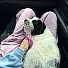 puppy, dog, lap, person, purple_pants, blue_sweatshirt, leash, black_and_white, fluffy, car_interior, dashboard, hand, cozy, relaxed, pet, animal, seat, snuggled, resting, young_dog