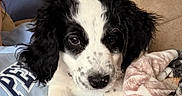 Evie is registered to the contest to win money with this photo: puppy, dog, black_and_white, blanket, fleece, indoor, couch, cute, pet, fur, animal, lying_down, closeup, face, ears, paw, cozy, home, window, mirror