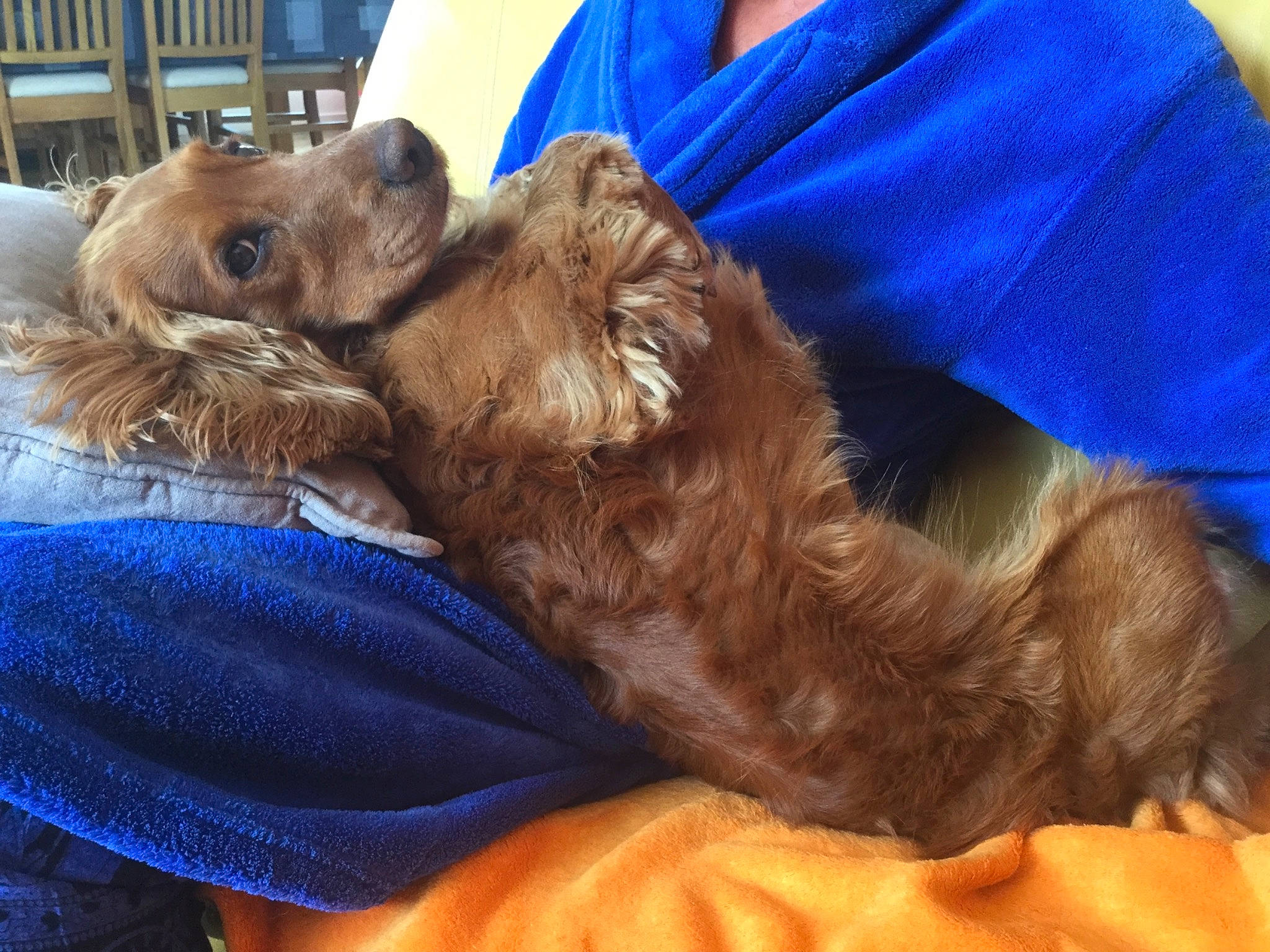 Taho a rejoint le concours — aidez-le/la à gagner de superbes lots ! canidae, carnivore, comfort, companion_dog, dog, dog_breed, dog_collar, ear, fawn, fur, liver, mammal, nap, puppy_love, retriever, snout, spaniel, sporting_group, toy_dog, working_animal