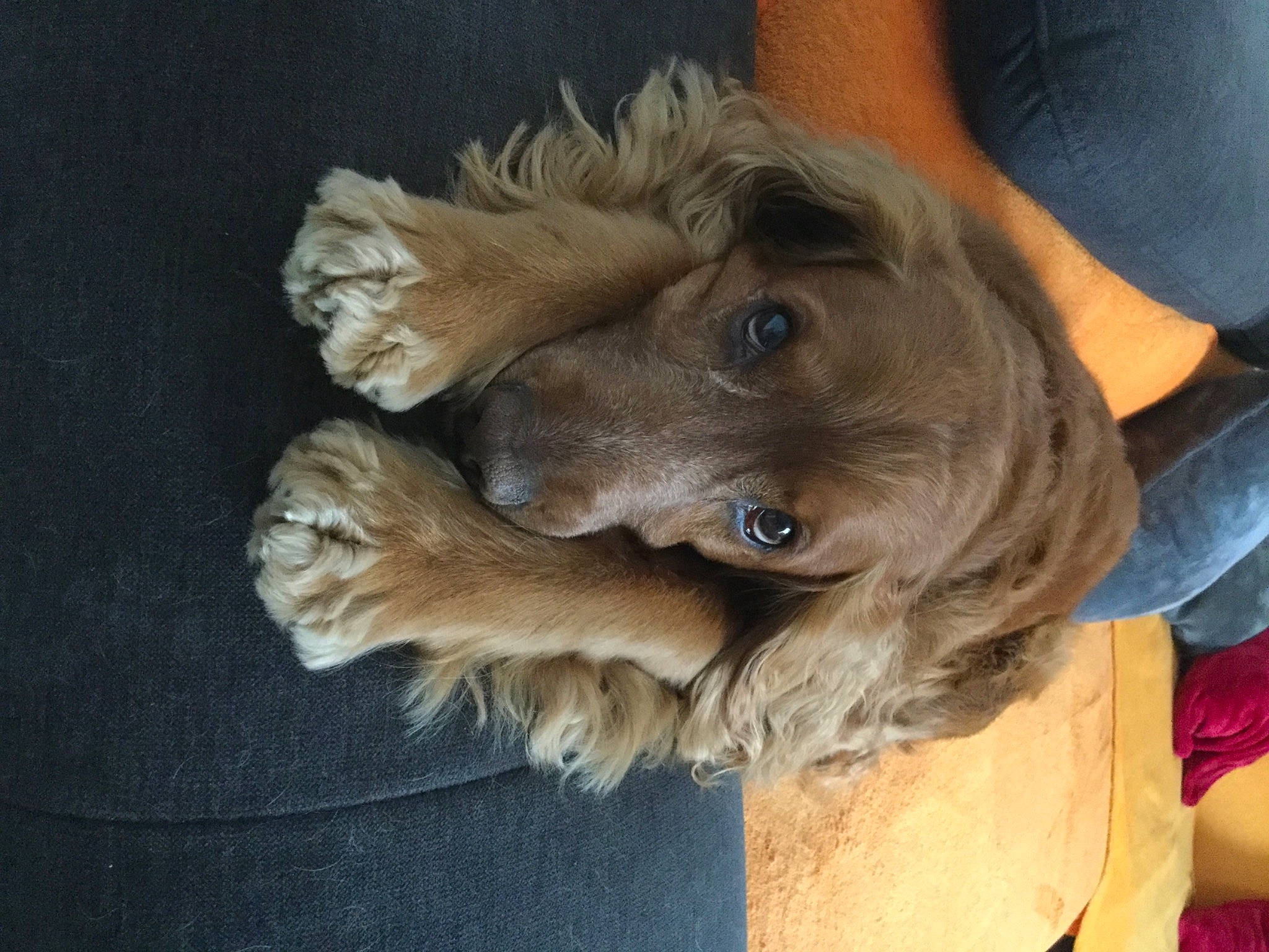 Taho a rejoint le concours — aidez-le/la à gagner de superbes lots ! canidae, carnivore, companion_dog, dog, dog_breed, fawn, fur, hat, liver, mammal, plant, snout, sporting_group, toy_dog, vertebrate, whiskers, wing, wood, working_animal, wrinkle