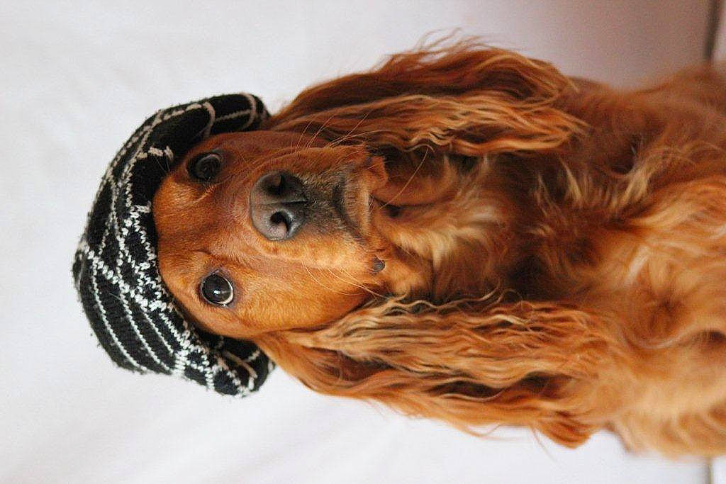 Taho a rejoint le concours — aidez-le/la à gagner de superbes lots ! canidae, carnivore, cocker_spaniel, companion_dog, dog, dog_breed, ear, fawn, fur, liver, pattern, snout, spaniel, sporting_group, terrestrial_animal, wood, working_animal