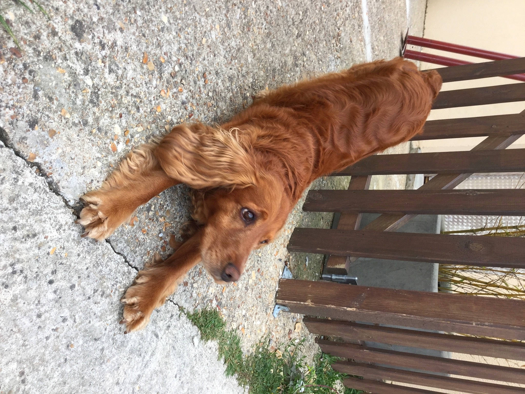 Taho a rejoint le concours — aidez-le/la à gagner de superbes lots ! chainsaw_carving, companion_dog, dog_breed, fawn, fence, fur, goat, hardwood, liver, natural_material, pack_animal, plant, snout, split_rail_fence, tail, terrestrial_animal, wildlife, wood, wood_stain, working_animal