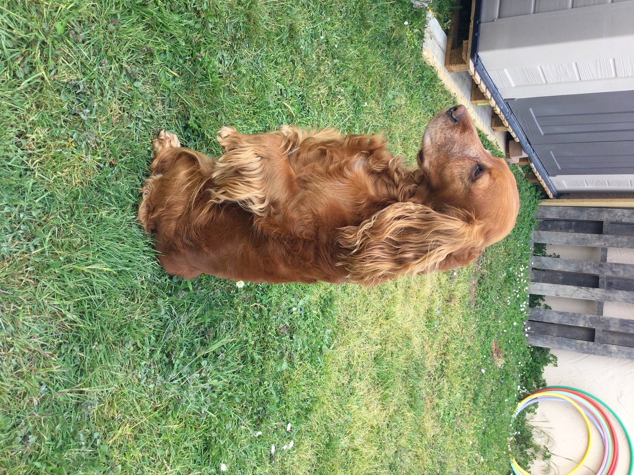 Taho a rejoint le concours — aidez-le/la à gagner de superbes lots ! canidae, carnivore, companion_dog, computer_keyboard, dog, dog_breed, fawn, fur, grass, liver, snout, sporting_group, tail, terrestrial_animal, terrier, wildlife, wood, working_animal