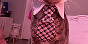 Milo is registered to the contest to win money with this photo: cat, tie, collar, indoor, pet, animal, feline, bed, sitting, looking_away, whiskers, fur, paws, domestic, cute, portrait, fashion, accessory, room, soft_lighting