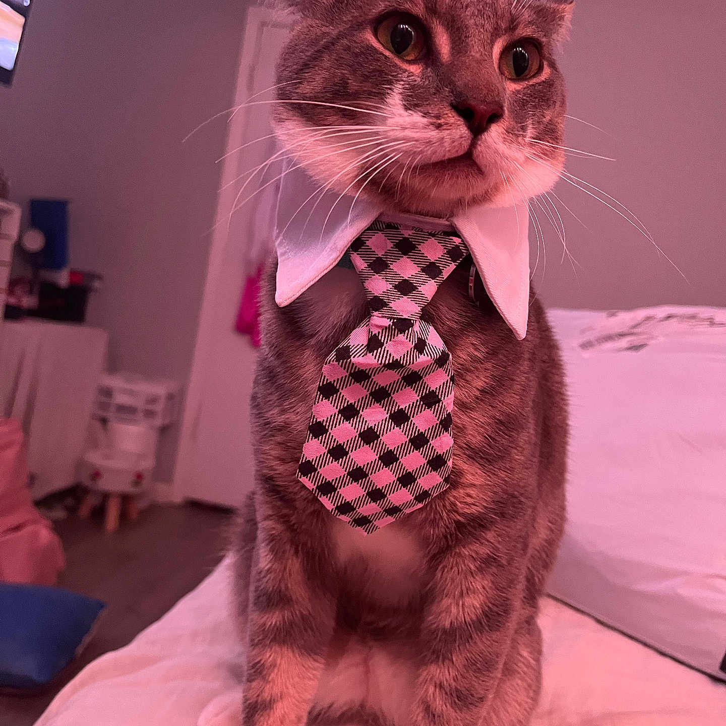 Milo is registered to the contest to win money with this photo: accessory, animal, bed, cat, collar, cute, domestic, fashion, feline, fur, indoor, looking_away, paws, pet, portrait, room, sitting, soft_lighting, tie, whiskers