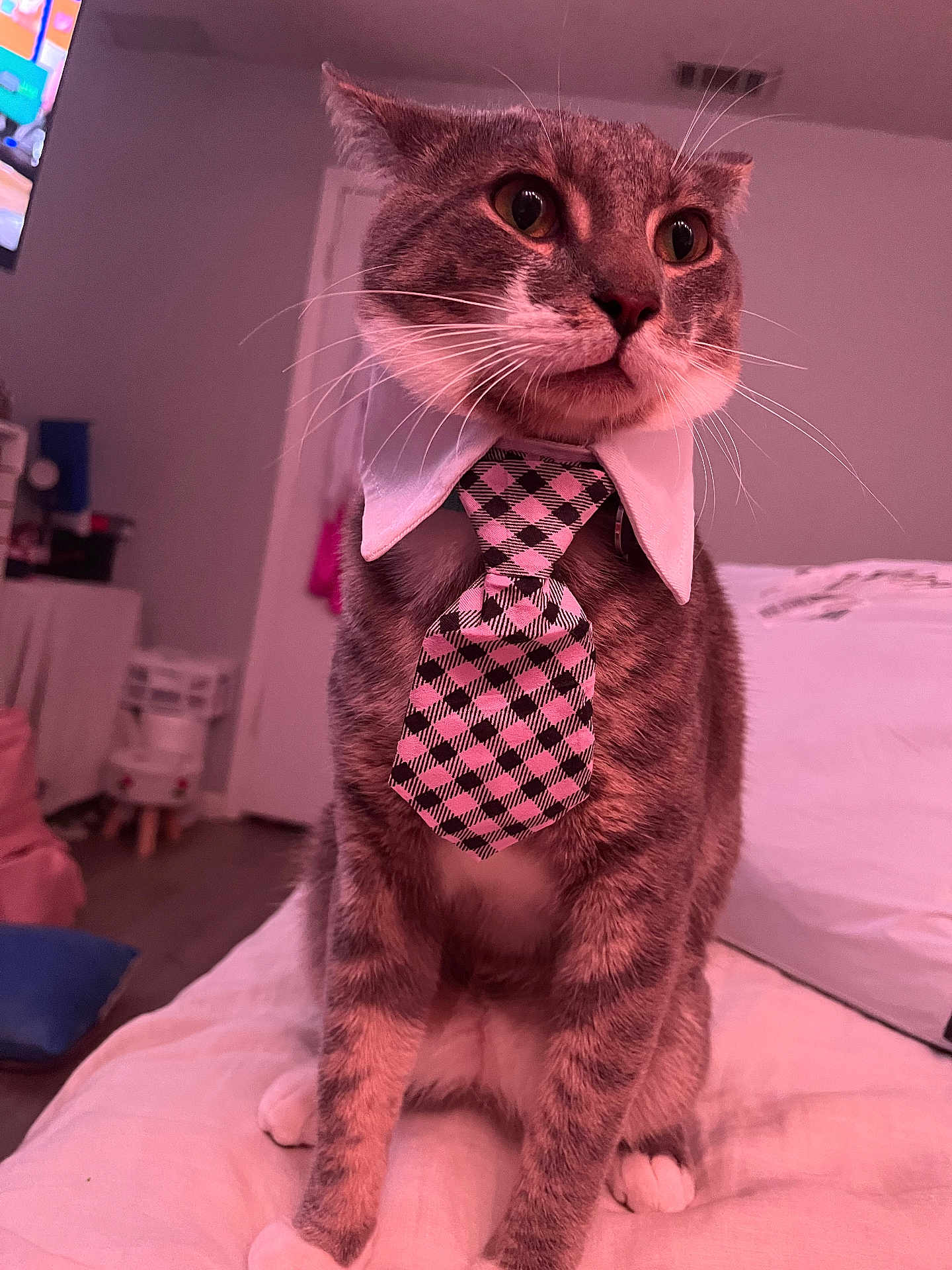 Milo is registered to the contest to win money with this photo: cat, tie, collar, indoor, pet, animal, feline, bed, sitting, looking_away, whiskers, fur, paws, domestic, cute, portrait, fashion, accessory, room, soft_lighting
