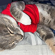 Milo joined the competition — help win amazing prizes! cat, sleeping, gray_tabby, red_shirt, pet, indoor, bed, striped_bedding, relaxed, fur, whiskers, paw, cute, cozy, resting, animal, closeup, soft_texture, domestic_cat, nap