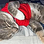 cat, sleeping, gray_tabby, red_shirt, pet, indoor, bed, striped_bedding, relaxed, fur, whiskers, paw, cute, cozy, resting, animal, closeup, soft_texture, domestic_cat, nap