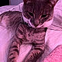 Milo is registered to the contest to win money with this photo: cat, tabby, pet, indoor, bed, blanket, fur, striped, relaxed, collar, whiskers, paws, sleepy, cozy, purple_light, domestic_cat, feline, closeup, resting, soft