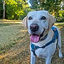 dog, labrador, canine, pet, outdoor, grass, harness, tongue_out, happy, nature, summer, trees, sunlight, animal, mammal, playful, leash, closeup, daytime, friendly