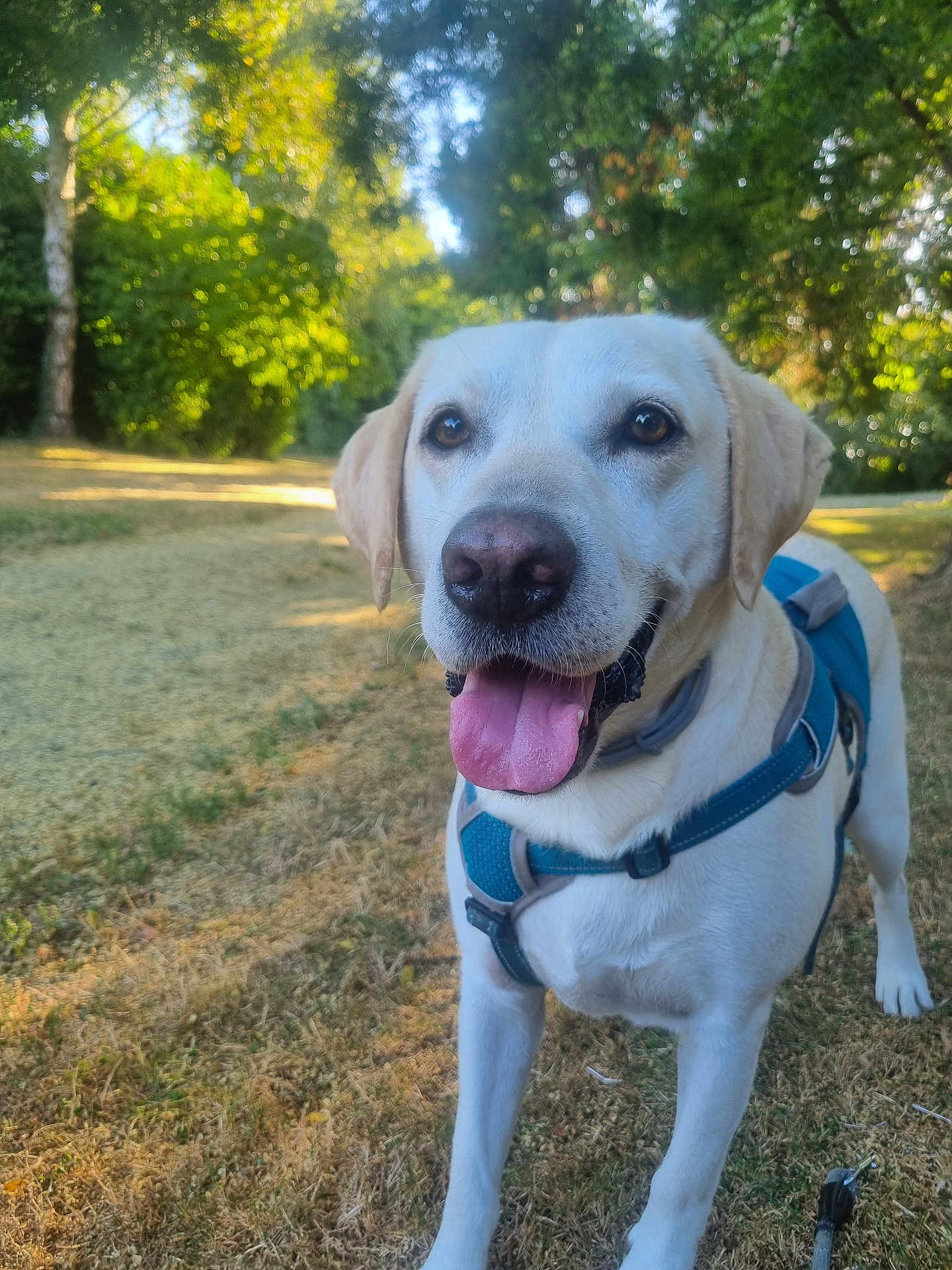 Gabin participe au concours pour gagner de l'argent avec cette photo : dog, labrador, canine, pet, outdoor, grass, harness, tongue_out, happy, nature, summer, trees, sunlight, animal, mammal, playful, leash, closeup, daytime, friendly