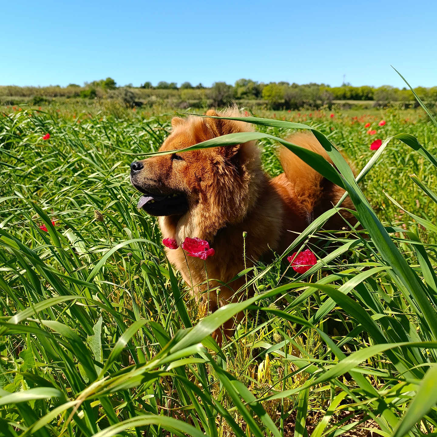 Ushuaia a rejoint le concours — aidez-le/la à gagner de superbes lots ! airedale, animal, canine, chow, countryside, dog, farm, field, flower, grass, grassland, herbs, meadow, nature, outdoors, pet, plant, puppy, rural, terrier