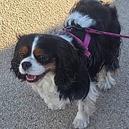 Pily participe au concours pour gagner de l'argent avec cette photo : dog, dogs, cavalier_king_charles_spaniel, puppy, black_white, brown_white, long_hair, floppy_ears, open_mouth, happy, pet, harness, leash, outdoor, pavement, standing, portrait, animal, companion, photography