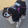 dog, dogs, cavalier_king_charles_spaniel, puppy, black_white, brown_white, long_hair, floppy_ears, open_mouth, happy, pet, harness, leash, outdoor, pavement, standing, portrait, animal, companion, photography