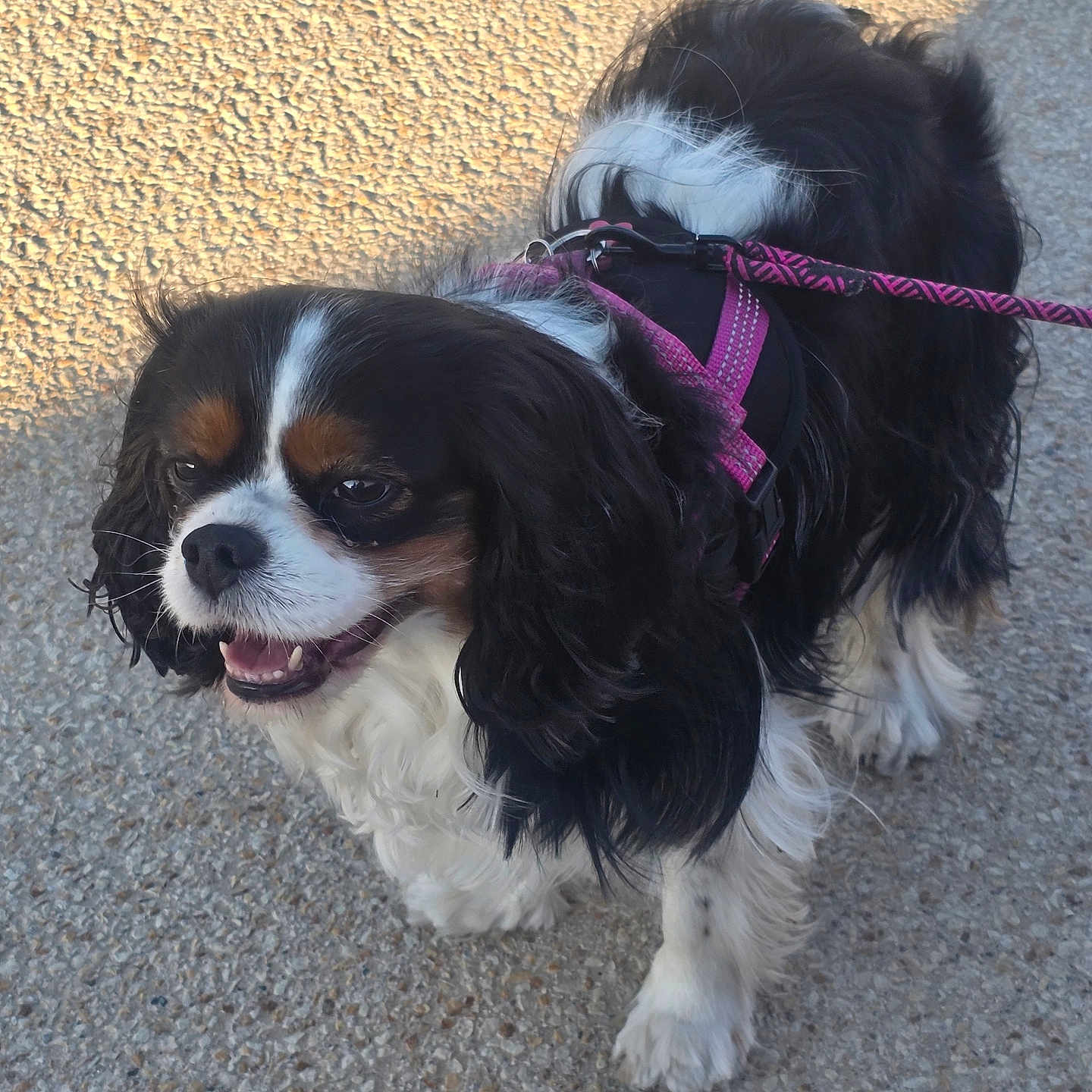 Pily participe au concours pour gagner de l'argent avec cette photo : dog, dogs, cavalier_king_charles_spaniel, puppy, black_white, brown_white, long_hair, floppy_ears, open_mouth, happy, pet, harness, leash, outdoor, pavement, standing, portrait, animal, companion, photography