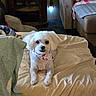 bandana, bed, blanket, carpet, couch, cozy, cute, decor, dog, fur, furniture, home, indoor, lamp, living_room, lying_down, pet, small_dog, table, white_dog