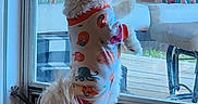 Lulu joined the competition — help win amazing prizes! bright, carpet, colorful, cozy, curious, cushions, dog, fur, glass_door, home, indoor, legs, looking_out, pajamas, pet, sofa, standing, tail, white_dog, window