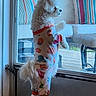 bright, carpet, colorful, cozy, curious, cushions, dog, fur, glass_door, home, indoor, legs, looking_out, pajamas, pet, sofa, standing, tail, white_dog, window