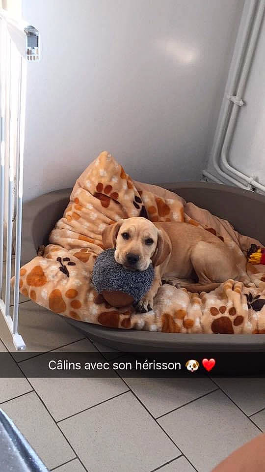 Kalie a rejoint le concours — aidez-le/la à gagner de superbes lots ! canidae, carnivore, companion_dog, couch, dog, dog_breed, fawn, fur, furniture, home, room, snout, sporting_group