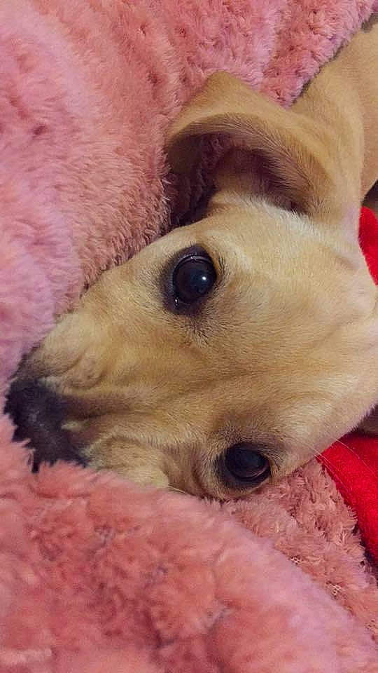 Kalie a rejoint le concours — aidez-le/la à gagner de superbes lots ! canidae, carnivore, companion_dog, dog, dog_breed, fawn, fox_terrier, mammal, puppy, skin, snout