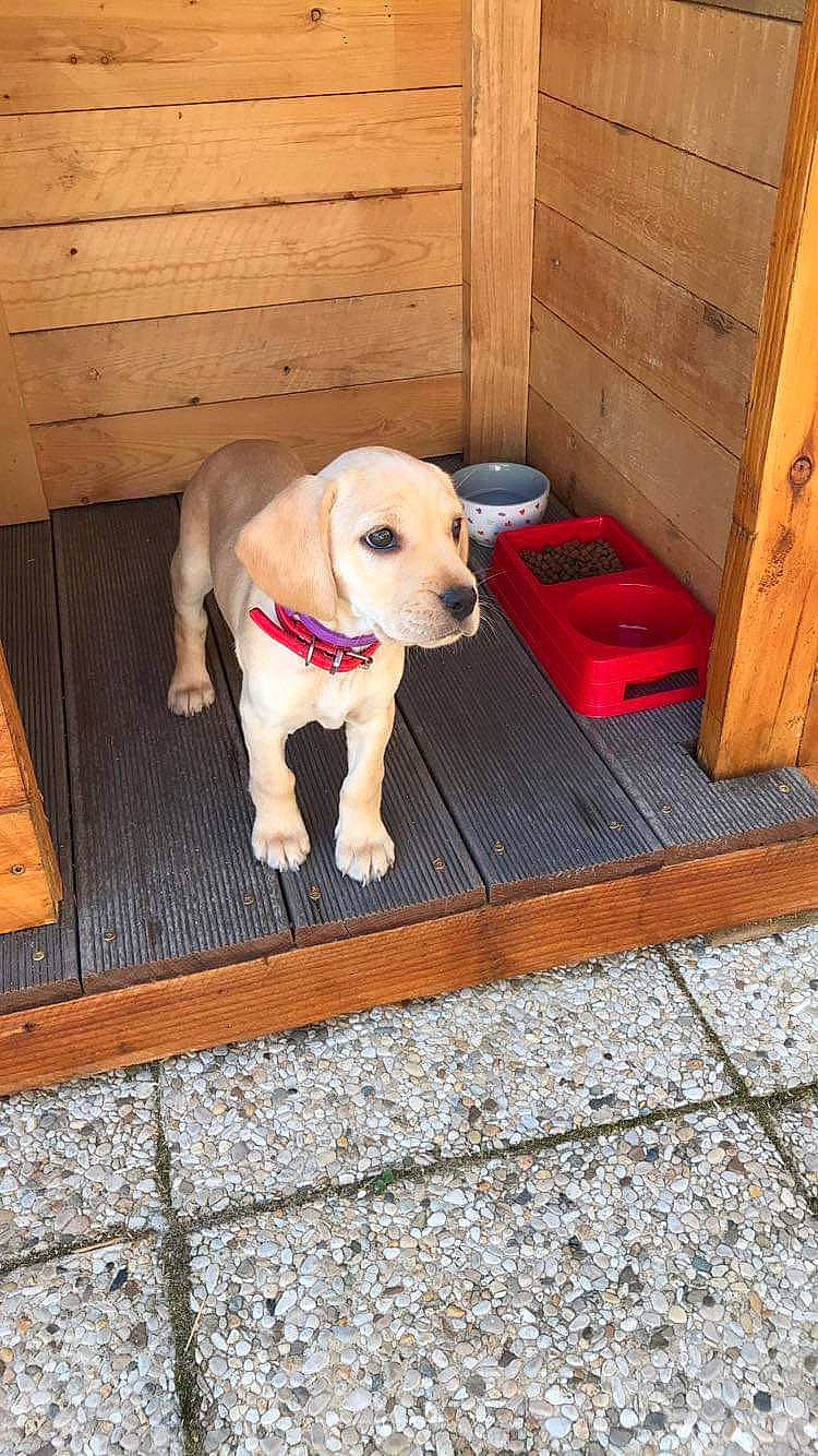 Kalie participe au concours pour gagner de l'argent avec cette photo : beagador, canidae, carnivore, companion_dog, dog, dog_breed, fawn, floor, flooring, golden_retriever, hardwood, kennel, labrador_retriever, mammal, puppy, retriever, sporting_group, wood