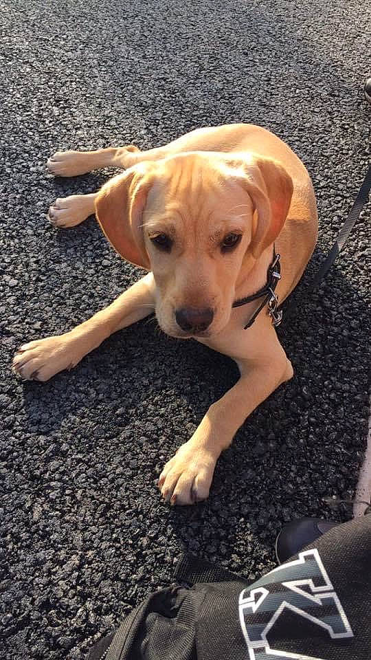 Kalie participe au concours pour gagner de l'argent avec cette photo : beagador, black_mouth_cur, canidae, carnivore, companion_dog, dog, dog_breed, fawn, labrador_retriever, mammal, mountain_cur, portuguese_pointer, puppy, rare_breed_dog, retriever, rhodesian_ridgeback, snout, sporting_group