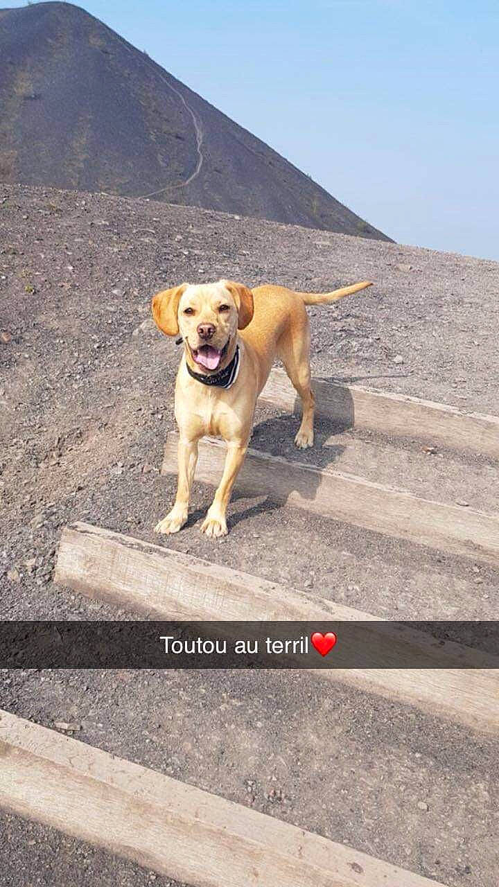 Kalie participe au concours pour gagner de l'argent avec cette photo : adventure, canidae, carnivore, companion_dog, dog, dog_breed, dog_walking, fawn, hunting_dog, labrador_retriever, leash, mammal, potcake_dog, retriever, road, sporting_group, street_dog, tail, vertebrate