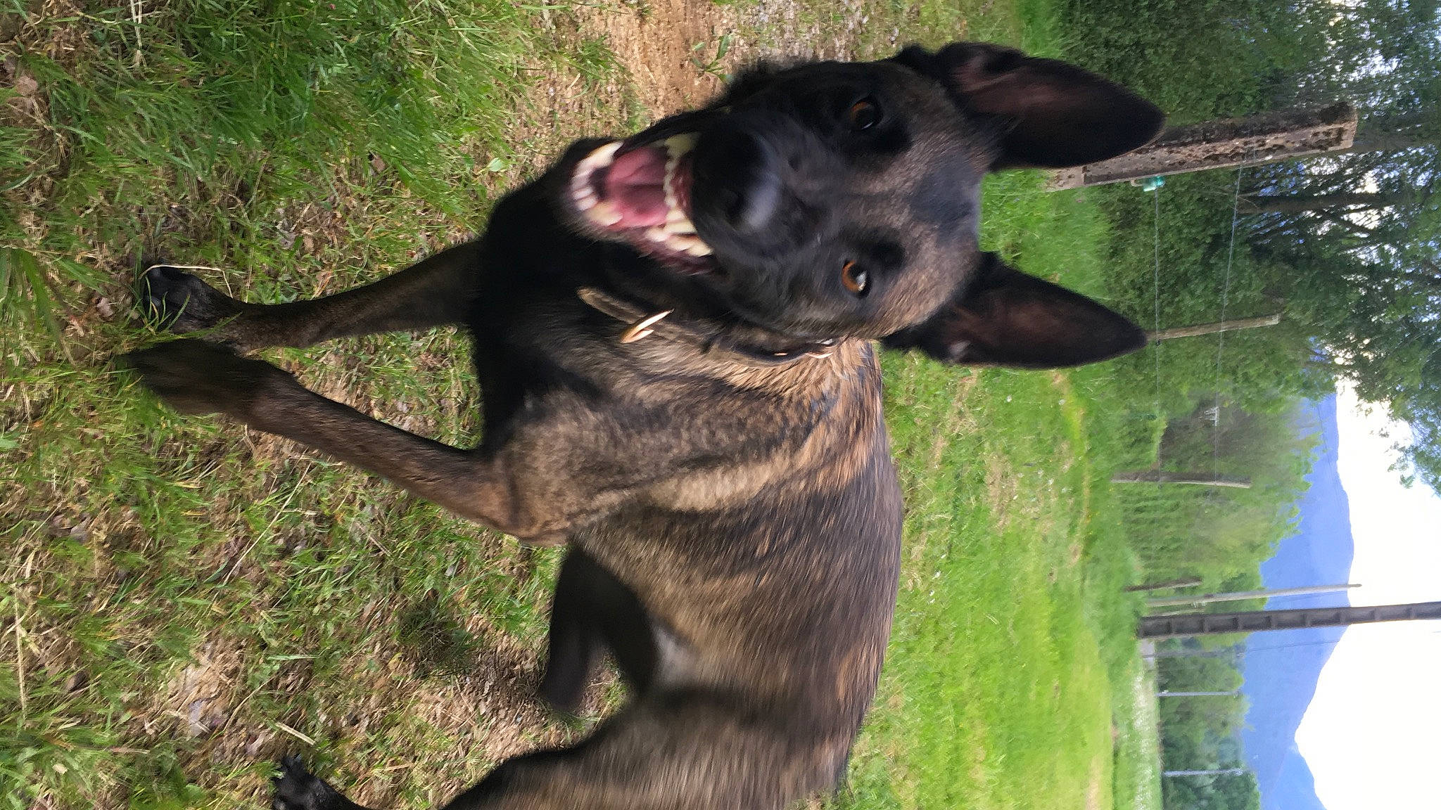 One a rejoint le concours — aidez-le/la à gagner de superbes lots ! canidae, carnivore, dog, dog_breed, formosan_mountain_dog, hunting_dog, kai_ken, mammal, rare_breed_dog, snout, sporting_group, vertebrate