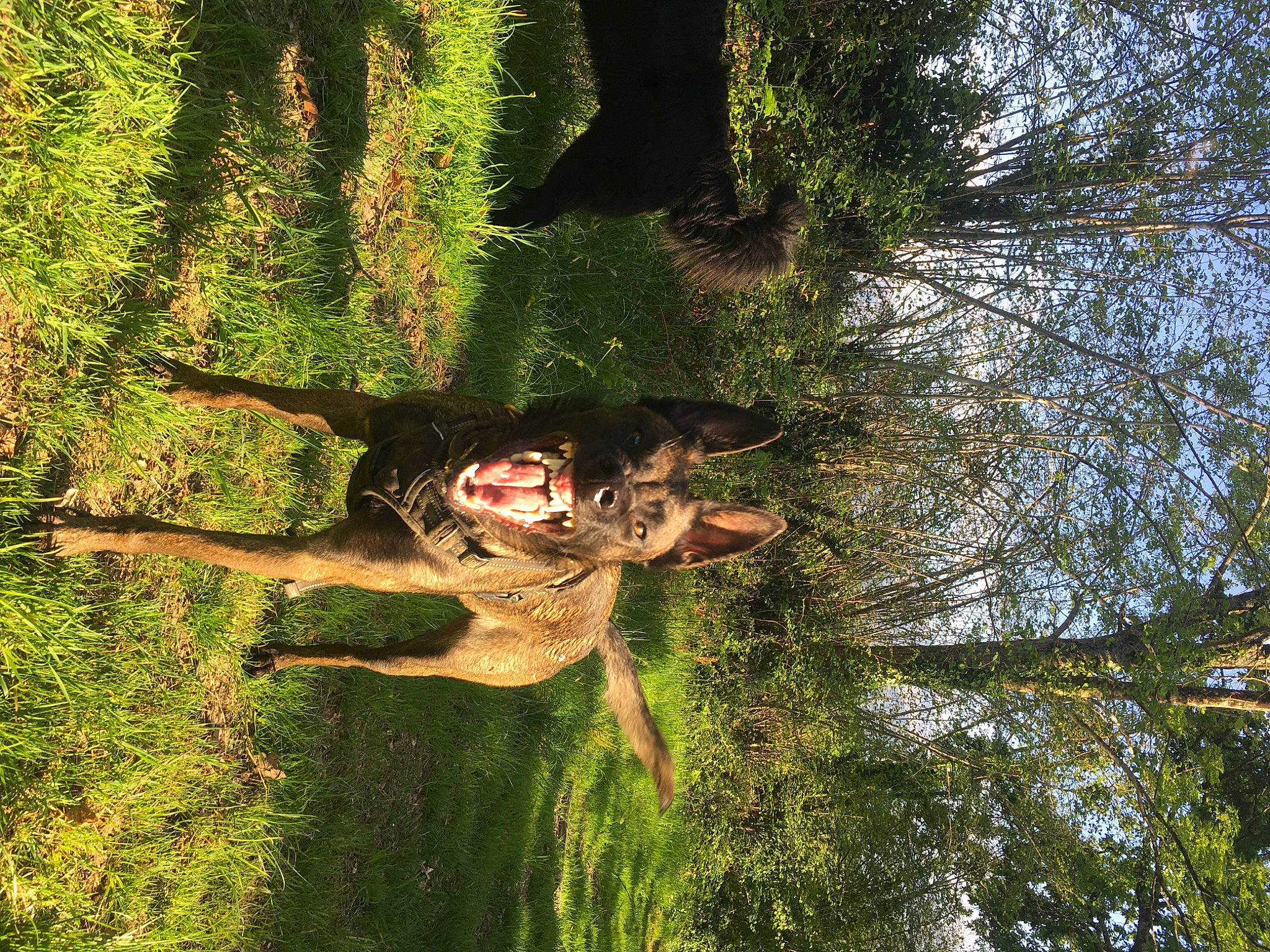 One participe au concours pour gagner de l'argent avec cette photo : branch, forest, grass, green, natural_environment, old_growth_forest, people_in_nature, photography, plant, reflection, smile, sunlight, tree, trunk, wood, woodland, woody_plant