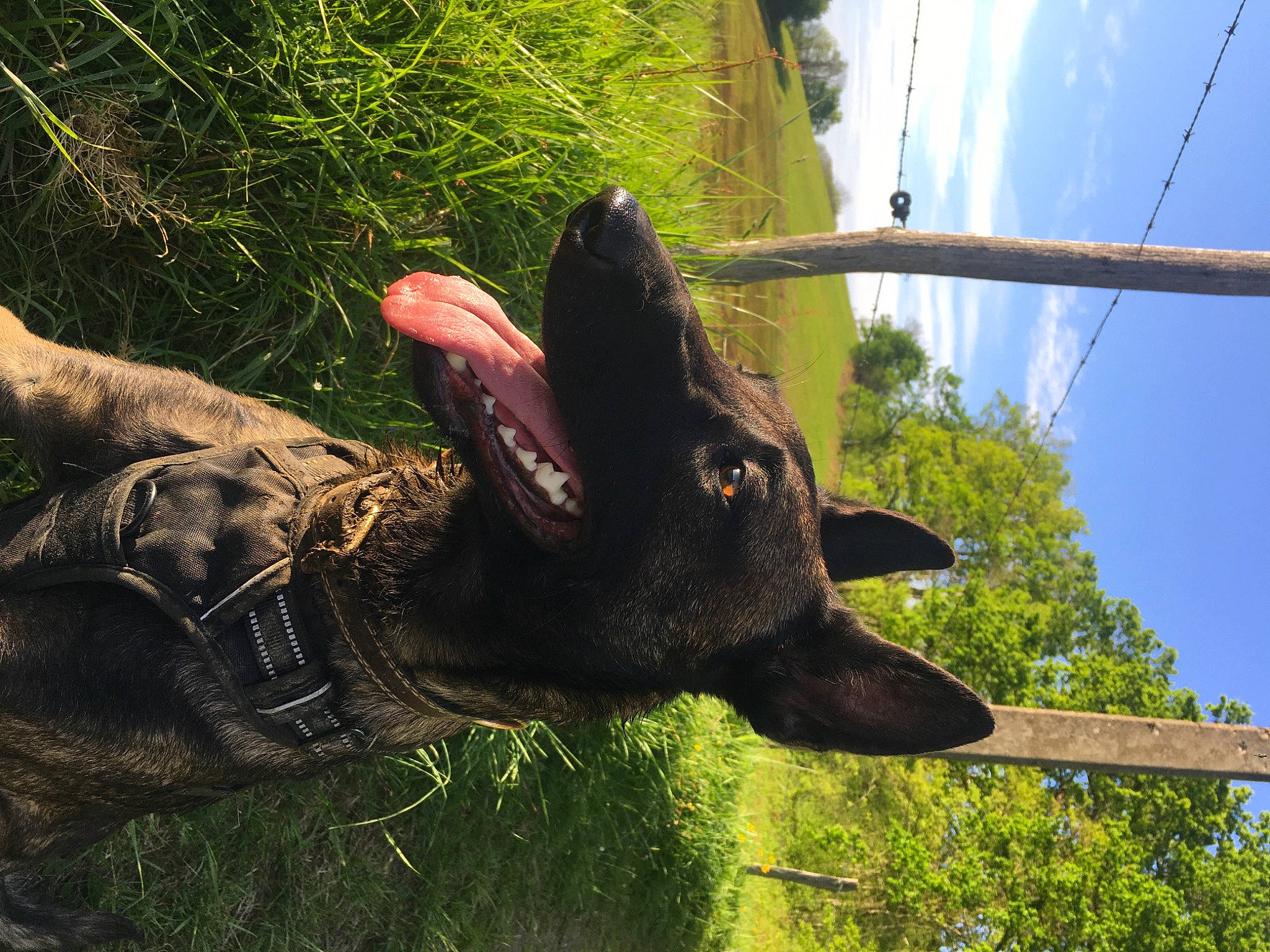 One participe au concours pour gagner de l'argent avec cette photo : ear, grass, snout, wildlife