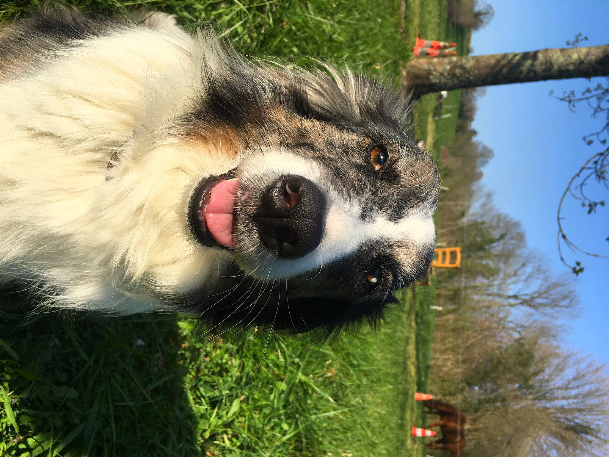 Isis participe au concours pour gagner de l'argent avec cette photo : canidae, carnivore, dog, dog_breed, eye, grass, mammal, nose, plant, snout, sporting_group, tree, whiskers