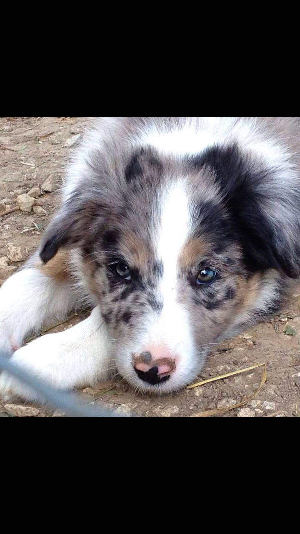 Isis a rejoint le concours — aidez-le/la à gagner de superbes lots ! australian_collie, australian_shepherd, border_collie, canidae, carnivore, companion_dog, dog, dog_breed, herding_dog, mammal, miniature_australian_shepherd, nose, puppy, rare_breed_dog, snout, sporting_group, vertebrate, welsh_sheepdog, working_dog