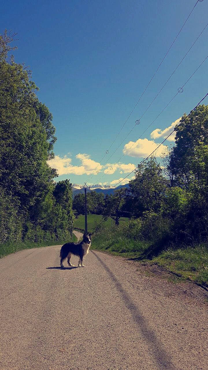 Isis a rejoint le concours — aidez-le/la à gagner de superbes lots ! canidae, carnivore, cloud, dog, dog_walking, hill, infrastructure, landscape, leash, morning, mountain, pasture, road, rural_area, sky, sunlight, tail, trail, tree, wildlife